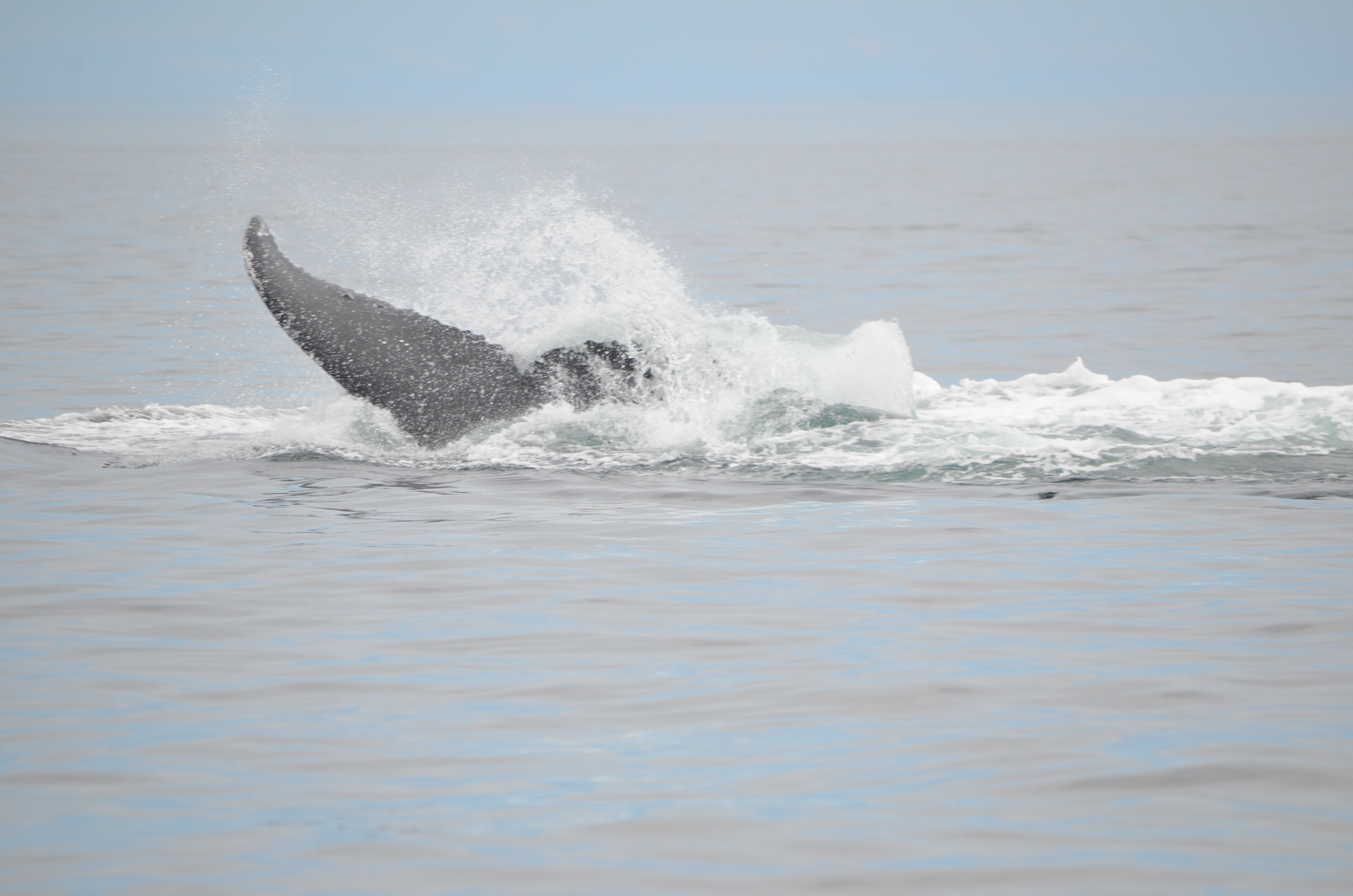 photos/wildlife/Mammal_Species/Humpback Whale/DSC_0175.JPG